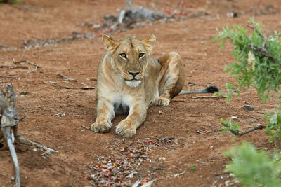 Lioness lying down in the sand