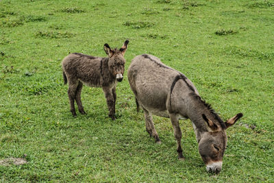 High angle view of donkey and foal grazing on field