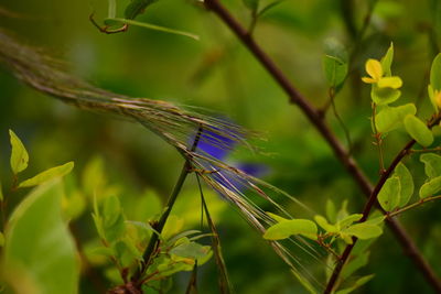 Close-up of butterfly on plant