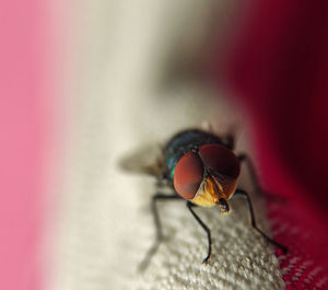 Close-up of fly