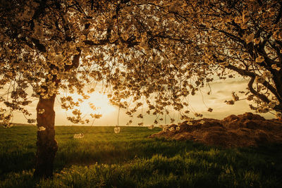 Scenic view of field during sunset