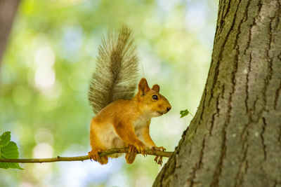 Squirrel on tree