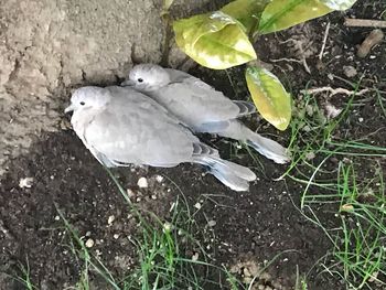 Close-up of white bird perching on ground