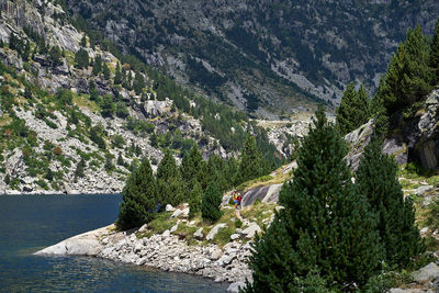 Scenic view of pine trees in forest