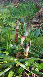 Close-up of mushroom growing on field