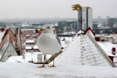 Close-up of seagull