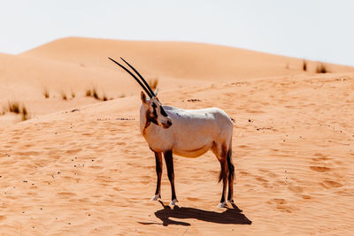 Horse standing in desert