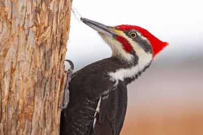 Male pileated woodpecker head shot