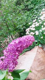 Close-up of flowers blooming outdoors