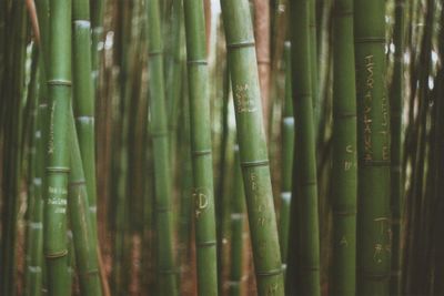 Full frame shot of bamboo plants in forest