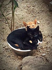 High angle view of cat