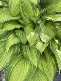 Full frame shot of green leaves