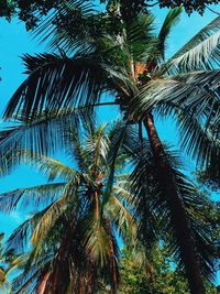 Low angle view of palm trees against blue sky