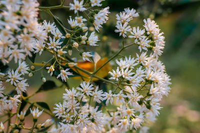 Close-up of white flowering plant