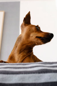 Close-up of a dog resting