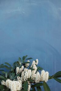 Close-up of white flowers