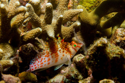 Close-up of fish swimming in sea