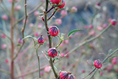 Close-up of pink flowering plant