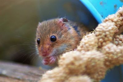 Close-up of an animal