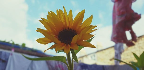 Close-up of yellow flowering plant against sky