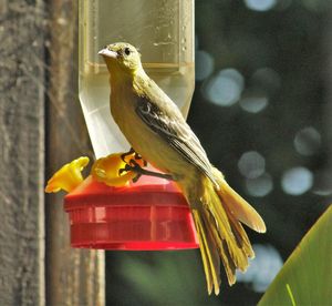 Close-up of bird perching on yellow feeder