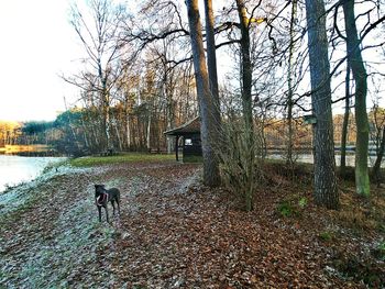 Scenic view of tree against sky