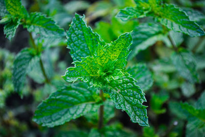 Close-up of fresh green plant