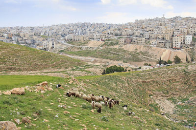 Sheep grazing on land against townscape