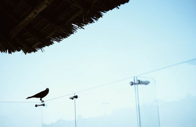 Low angle view of birds perching on roof