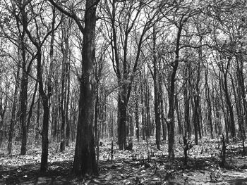 Bare trees in forest