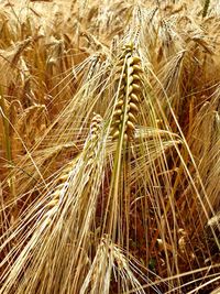 Full frame shot of wheat field