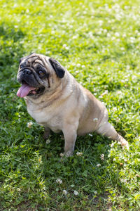 Close-up of dog on field