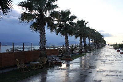 View of palm trees at beach