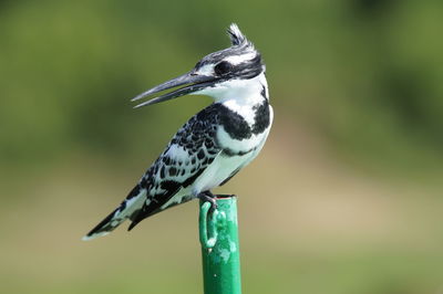 Close-up of black and white pied kingfisher sitting on post, head turned sideways