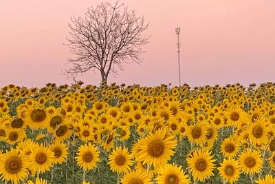 Yellow flowering plants on field against sky during sunset