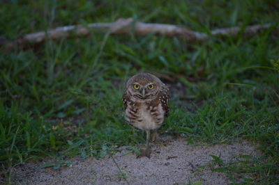 Close-up of owl on field