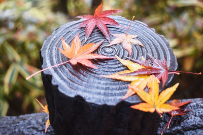 Close-up of autumn leaves on tree