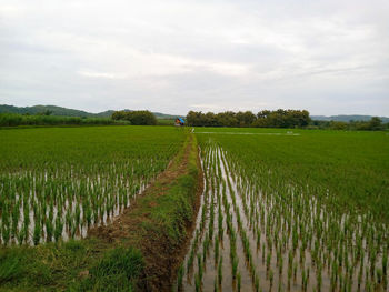 Scenic view of agricultural field against sky