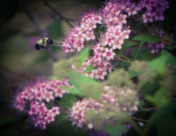 Close-up of bee flying by pink flowers