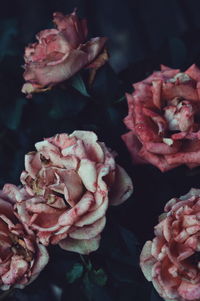 Close-up of pink roses blooming outdoors