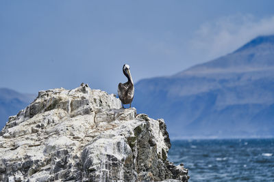 Peruvian pelican sitting on guano covered rocks at the deep blue pacific ocean of paracas