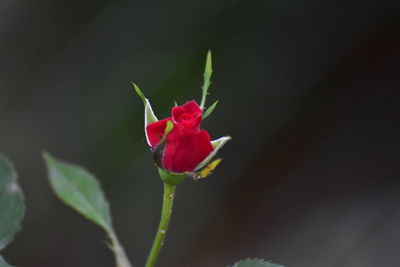 Close-up of red rose flower bud