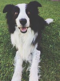 Close-up portrait of dog lying on grass