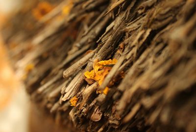 Close-up of fungus growing outdoors