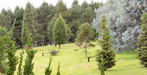 Panoramic shot of trees on countryside landscape