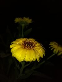 Close-up of sunflower against black background