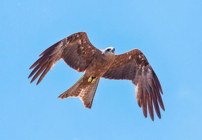 Low angle view of eagle flying against clear sky