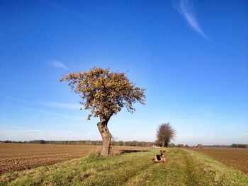 Tree on field against clear blue sky