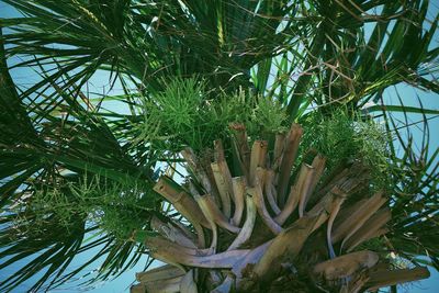 Low angle view of palm tree