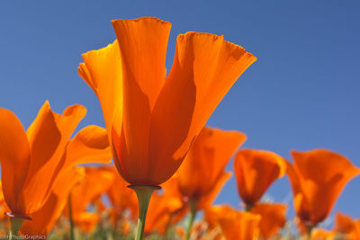 California golden poppies in bloom against blue sky